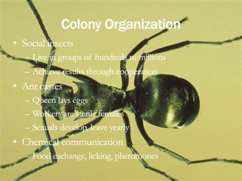 how are ant colonies similar to human society